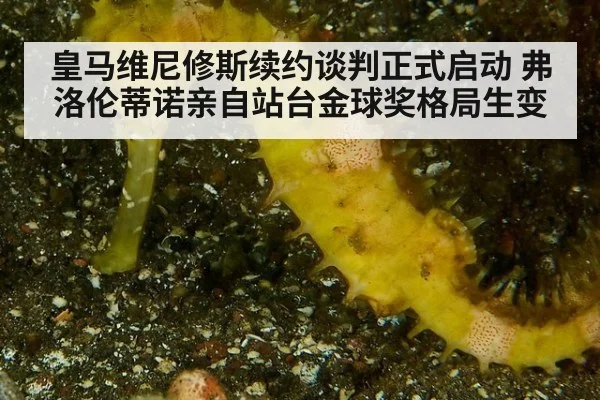 皇马维尼修斯续约谈判正式启动 弗洛伦蒂诺亲自站台金球奖格局生变